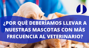 ¿Por qué deberíamos llevar a nuestras mascotas con más frecuencia al veterinario?